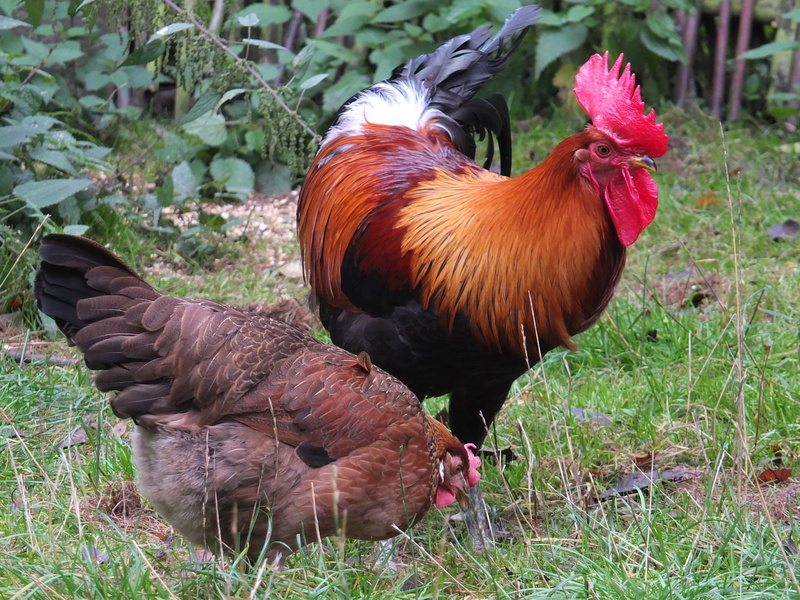 male animal, field, domestic, mammal, 4K, land, animal, Poultry, livestock, pets, Cock, plant, bird, cockerel, domestic animals, the hen, nature, no people