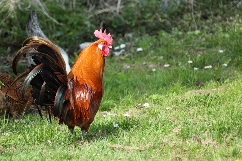 outdoors, cockerel, no people, mammal, photo, rooster, rural Scene, animal, 4K, vertebrate, day, chicken - Bird, male animal, feathers, one animal, field