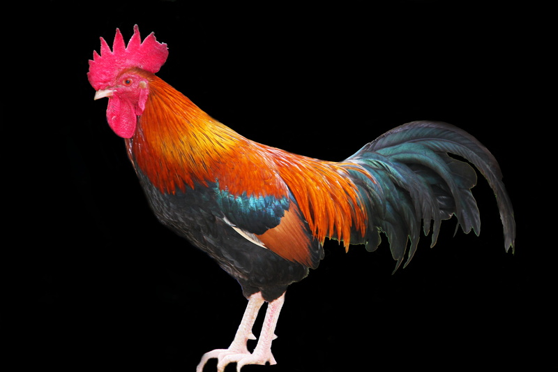 5K, nature, red rooster, wing, animal, rural, beak, rooster, meat, crest, brown, black background, fowl, chicken - bird, farmyard, pets, food, male animal