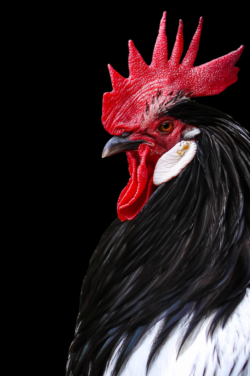 profile view, animal themes, domestic, fowl, poultry, animal head, beak, livestock, animal, pets, black, hen, male, nature, domestic animals, mammal, feather