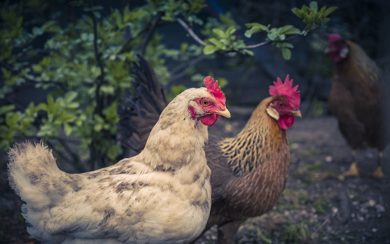 fowl, spring, asteraceae, finch, mammal, plant, domestic animals, 5K, poultry, no people, chicken, cock bird, animal, flock, livestock, domestic, king penguin