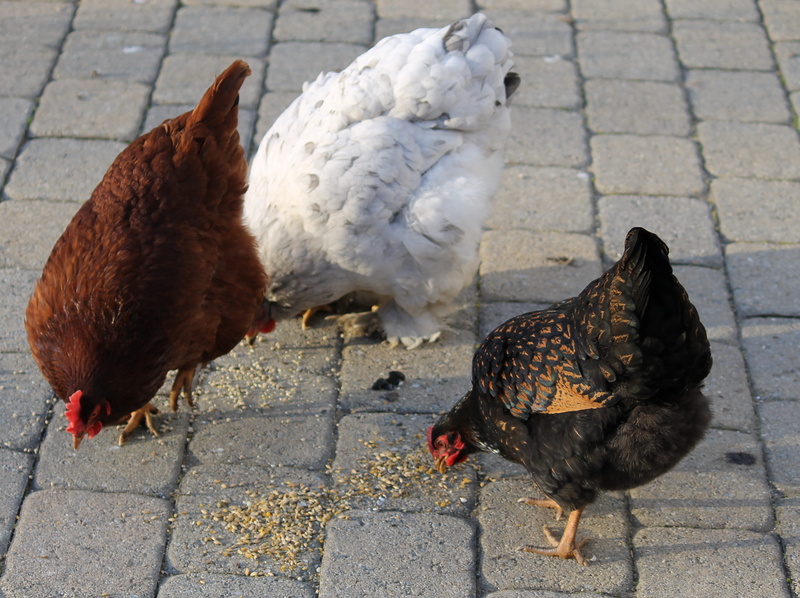 vertebrate, brick, animal themes, mammal, day, chicken - bird, livestock, domestic animals, animal, tarmac, domestic, high angle view, poultry, chicken