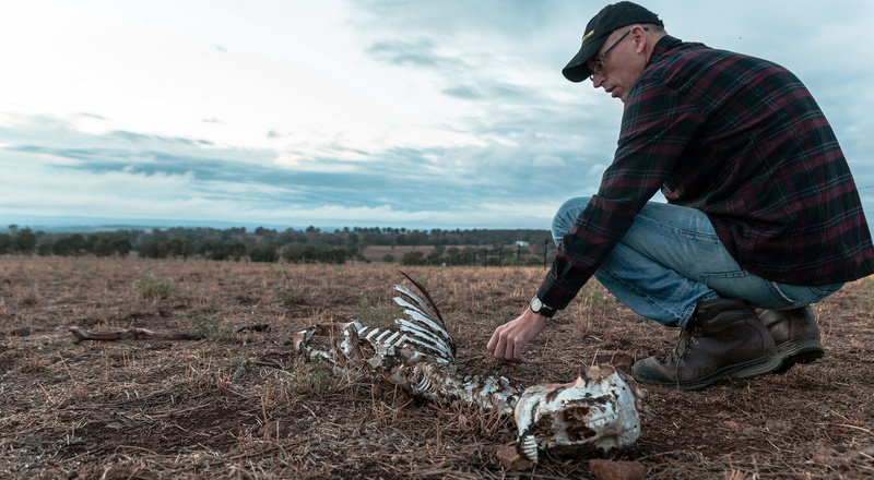 chicken, drought, animal, skeleton, rural scene, outdoors, shoe, global warming, bird, domestic animals, ground, side view, land, person, poultry, lifestyles