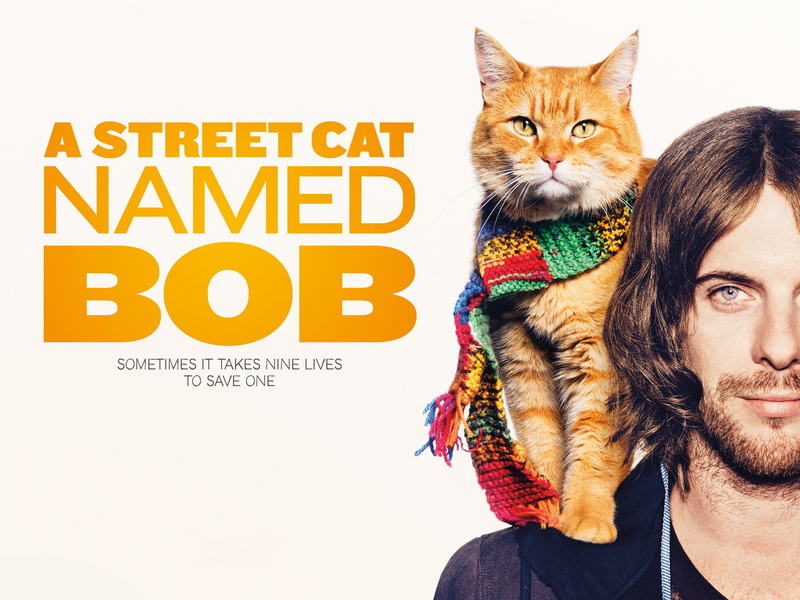 fashion, vertebrate, indoors, holding, street, cute, nature, domestic Cat, portrait, A street cat named Bob, backgrounds, cat, creativity, women, bob, looking at camera