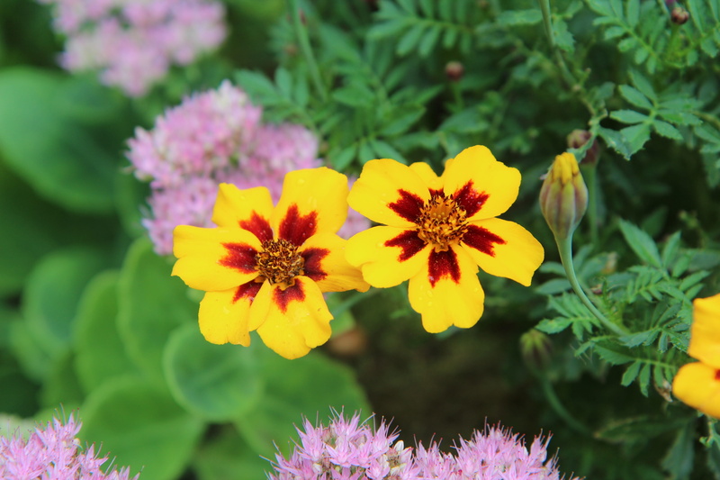 plant, carnation of india, vulnerability, focus on foreground, outdoors, growth, no people, flower, petal, flower head, day, close-up, nature, carnation of india legionnaire