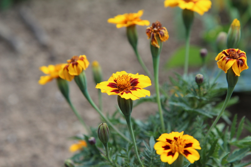 plant, day, flowering plant, nature, inflorescence, 5K, yellow, no people, flower head, flower, beauty in nature, plant stem, outdoors, growth, carnation of india
