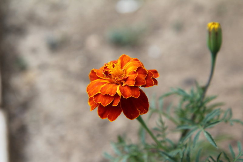 flower, outdoors, plant, vulnerability, carnation of india, growth, carnation of india legionnaire, beauty in nature, flowering plant, plant stem, 5K