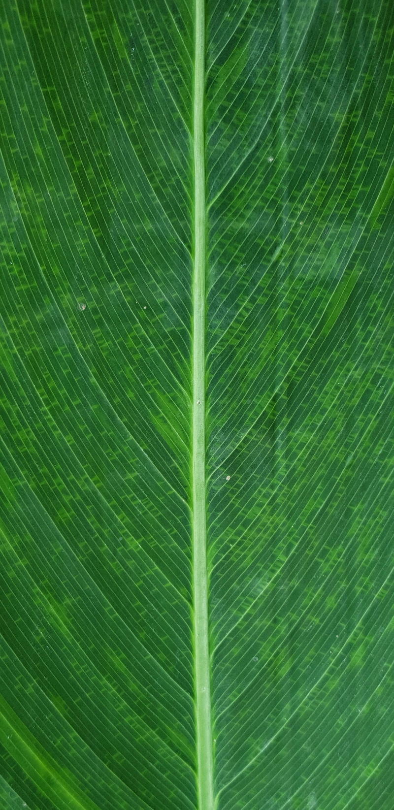 nature, furniture, white, full frame, palm leaf, plant part, china, pattern, texture, 2K, leaf, no people, outdoors, backgrounds, freshness, blossom, veins