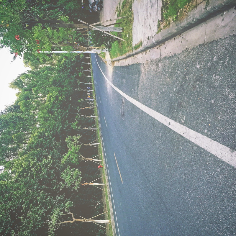 road, sunlight, plant, empty, sign, growth, marking, transportation, high angle view, no people, day, direction, land, empty road, tree, china, guangzhou shi