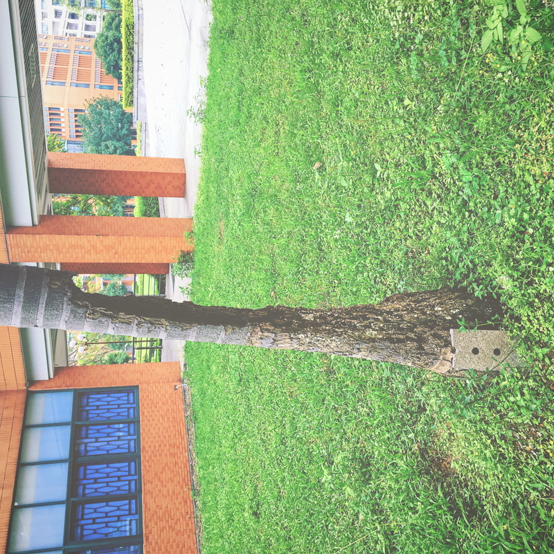 no people, high angle view, outdoors, day, growth, tree, front or back yard, green, china, built structure, architecture, guangzhou shi, green color, field