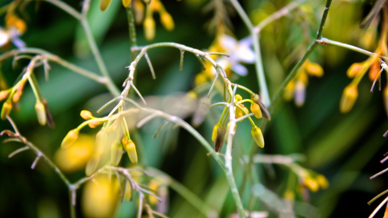 china, freshness, outdoors, green color, beauty in nature, food, cereal plant, nature, no people, leaf, land, park, plant part, selective focus, crop, vegetable