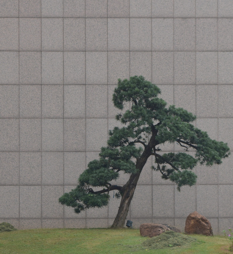 green, outdoors, green color, nature, conifer, single tree, china, animal themes, bonsai, pottery, jar, plant, day, no people, potted plant, field, tree