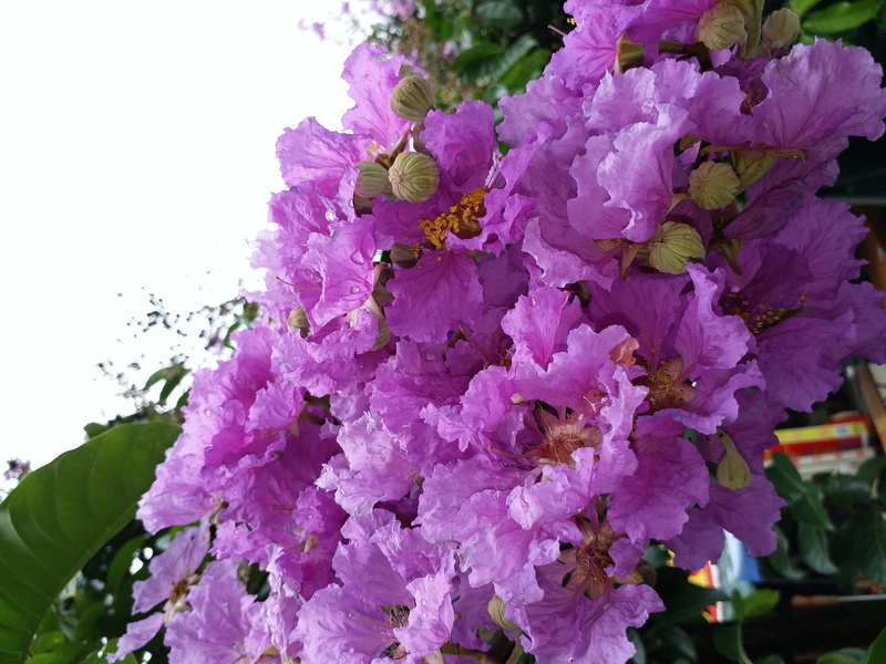 invertebrate, petal, close-up, flower head, flower bouquet, spring, violet flower, purple, no people, freshness, pink color, nature, botany, growth, flower arrangement