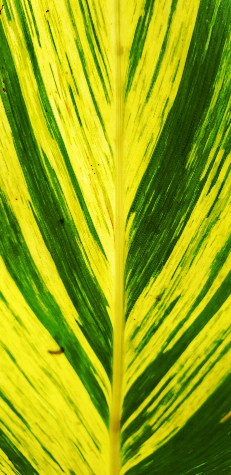 growth, leaf, moss, droplet, pattern, natural condition, plant part, backgrounds, photography, green, abstract, zipper, ornament, 4K, fractal, yang cheng yuan 16 dong
