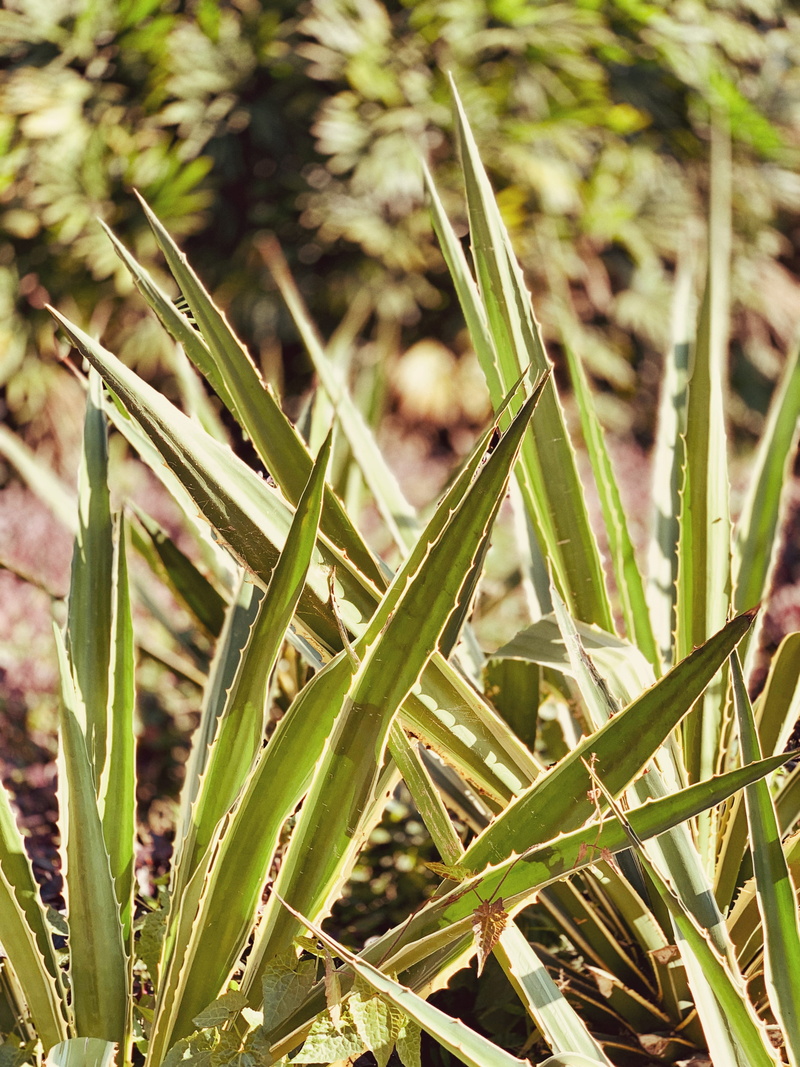 green color, 4K, day, plant part, tranquility, blade of grass, leaf, outdoors, china, nature, land, close-up, guangzhou shi, no people, plant, focus on foreground