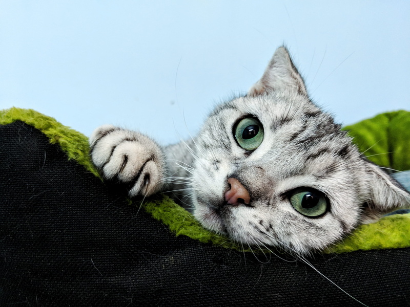 pet, domestic, animal head, abyssinian, animal, guangzhou shi, feline, hook, animal eye, close-up, kitten, lying down, manx, claw, mammal, body part, wildlife