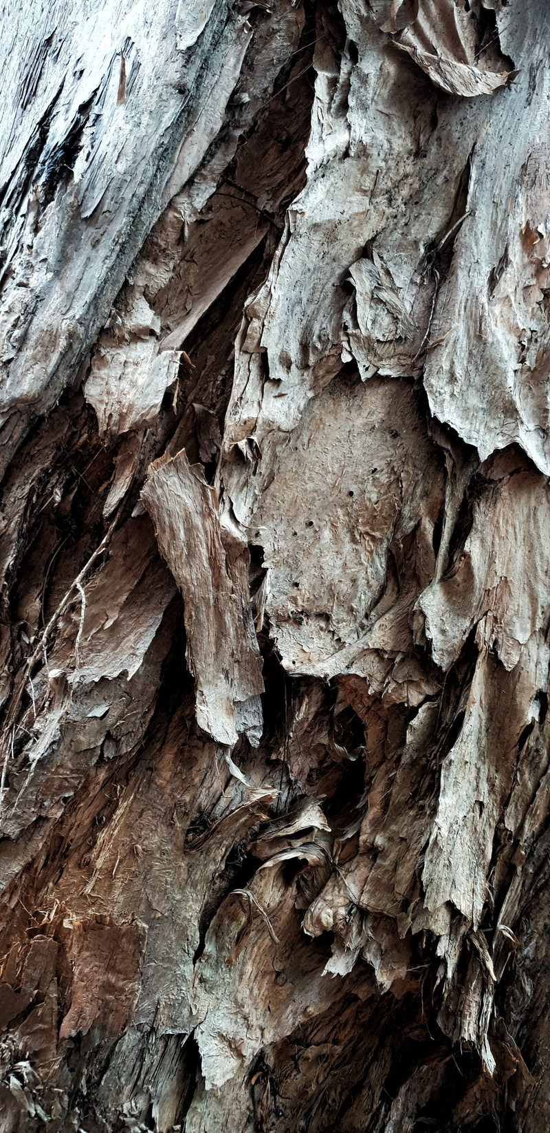 tree, redwood, ground, driftwood, plant, tar, fir, no people, unnamed road, natural pattern, nature, trunk, mushroom, pattern, textured, rock, fungus, lumber