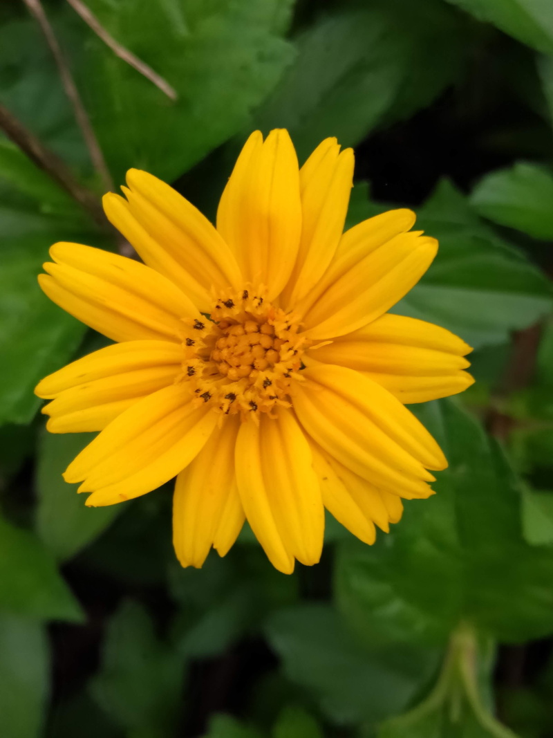 animal, plant, outdoors, freshness, yellow, nature, acanthaceae, flowering plant, 4K, no people, fragility, treasure flower, china, gazania, daisies, close-up