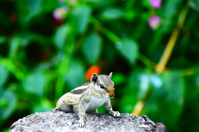 green color, one animal, rock, brown, day, vertebrate, close-up, animal wildlife, rodent, no people, solid, plant, animal, nature, animals in the wild