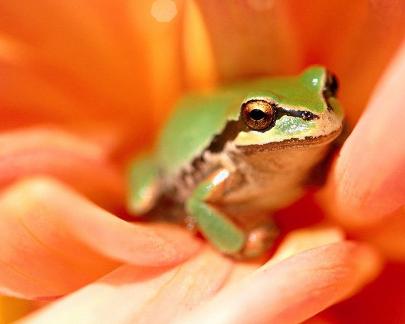 orange, AMPHIBIANS, art, flowers, orange flowers, multicolor, animals, hd, 720P, frogs