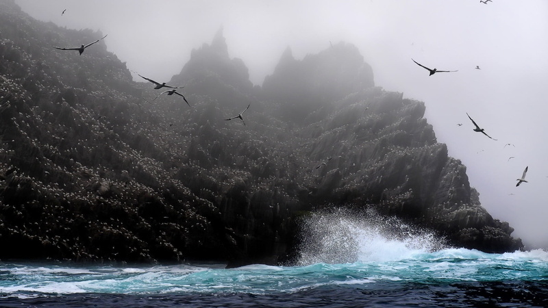 flock, coast, bird, 1080P, scenics - nature, splashing, water, group of animals, mid-air, nature, outdoors, mist, vertebrate, waterfront, animal themes