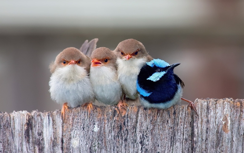 four, little, cute, birds, small, 1080P, passerine, flock