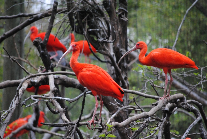coast, orange, summer, natural, wild, animals in the wild, fresh, spring, nature, animal themes, no people, island, beauty in nature, beach, animal, flock