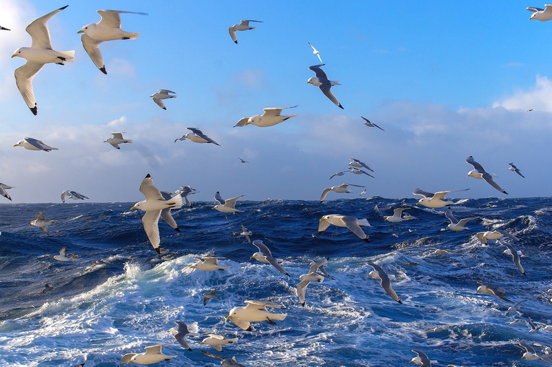 Ocean, flock, surface, water, Sea, birds, horizon, waves, seagulls, 1080P, distance, sky, Flock of birds