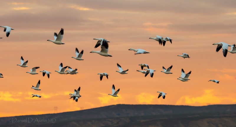 swans, Flock, birds, sky, lot, bird, 1080P, geese, flight