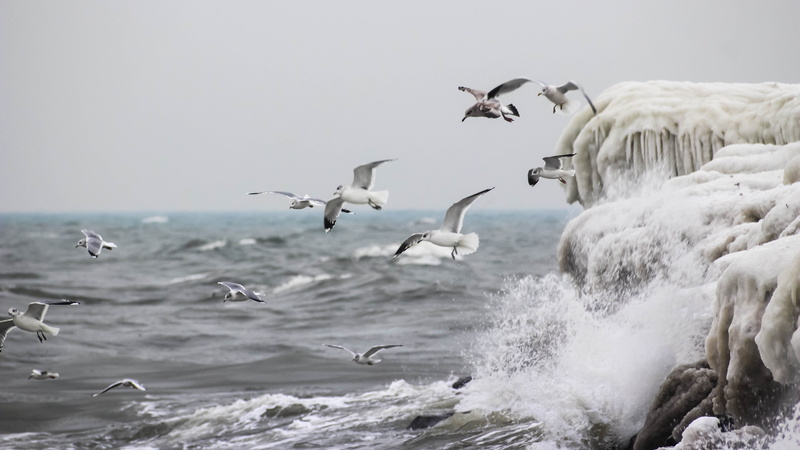 water, seagulls, Flying, Sea, gulls, vatten, Smygehuk, same direction, flock of birds, måsar, body, Canon, flock, Ice, water  wings, Östersjön, birds, body of water
