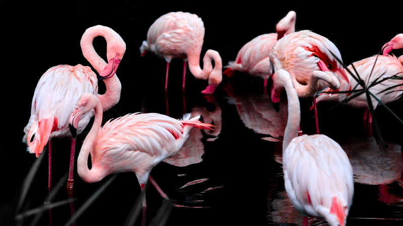 flamingo, vertebrate, beauty in nature, large group of animals, beak, animal, animal themes, water, bird, group of animals, nature, pen, flock, black background