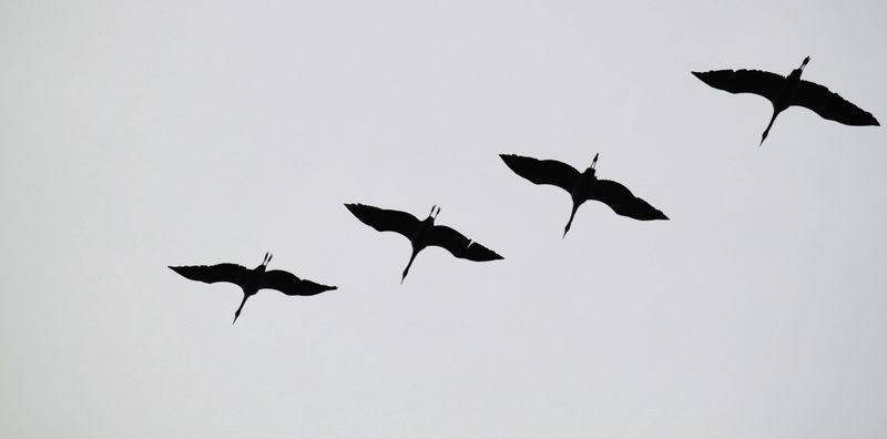 birds, flock of birds, motion, nature experience, animals in the wild, migratory birds, no people, photography, group of animals, on the move, four, wildlife