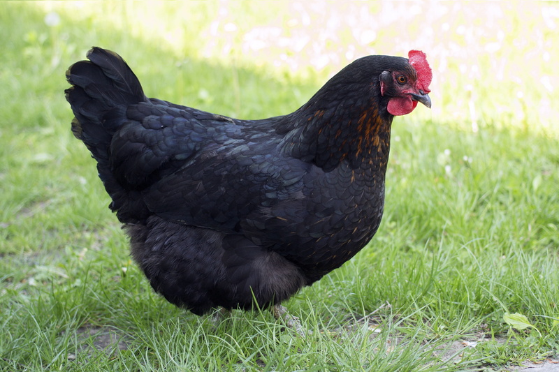 kura, chicken, farm, land, pets, chicken - Bird, grass, 4K, chickens, black, livestock, village, no people, field, domestic, corydalis, rural Scene, animal themes