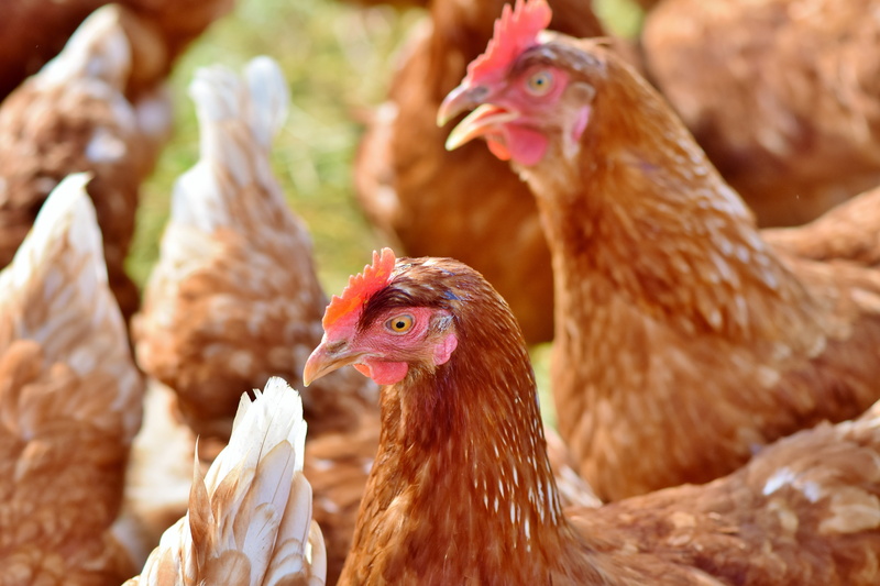 hen, pets, poultry, mammal, laying hens, farm, domestic chicken, animal head, medium group of animals, 5K, male animal, domestic, bird, range, livestock