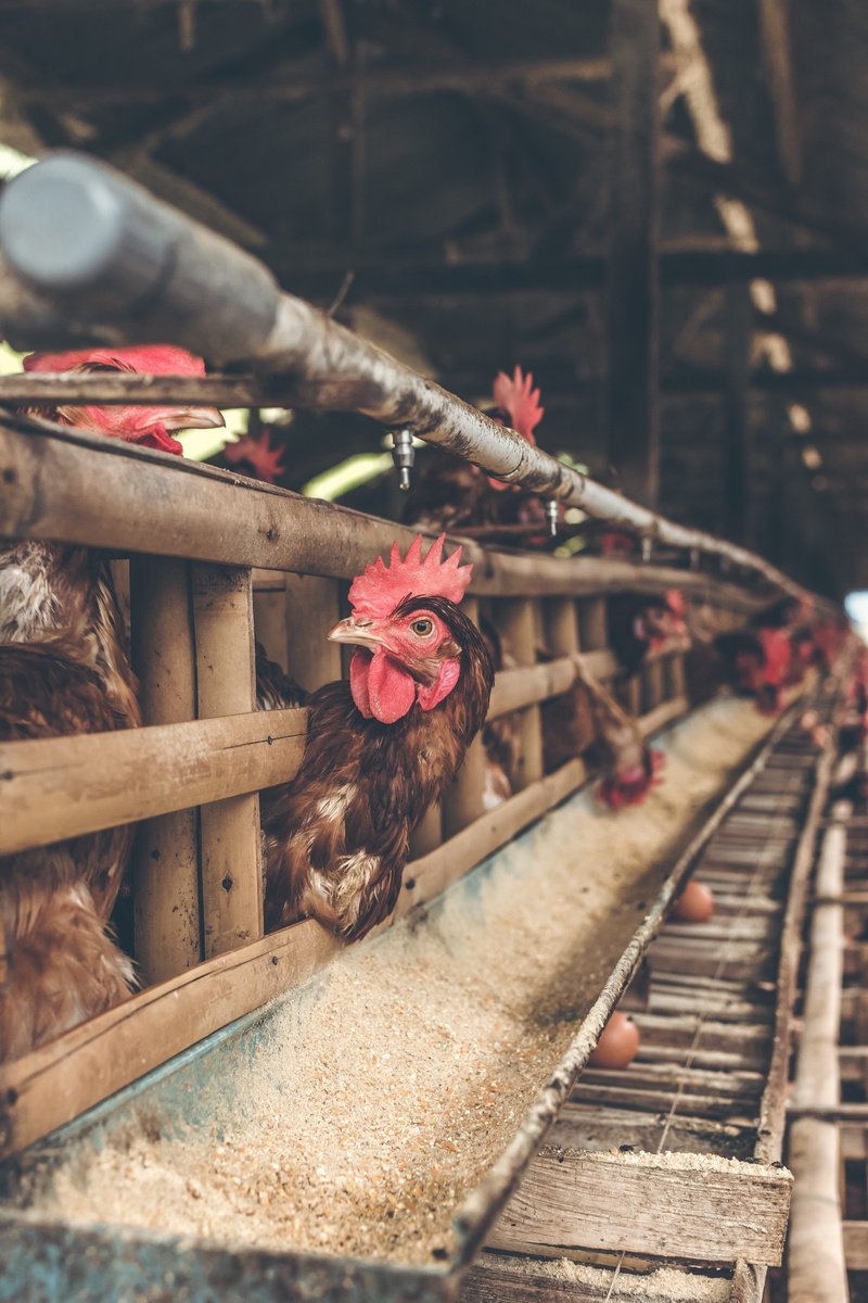 metal, farm, laying, livestock, no people, production, close-up, selective focus, eating, nature, feeding, domestic, plant, railroad track, beauty in nature