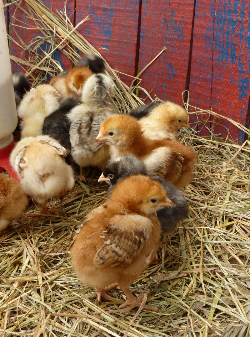 indoors, animal wildlife, young Bird, agriculture, animal family, young Animal, farm, small, chicken - Bird, spring, cute, domestic animals, domestic, 2K