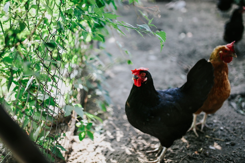 animal, outdoors, chicken - Bird, bird, vertebrate, plant, day, no people, domestic animals, focus on foreground, land, kennel, livestock, chicken, green Color