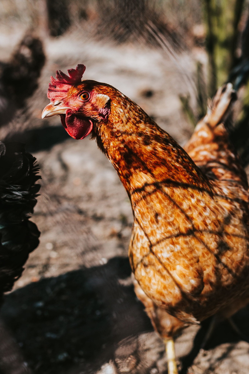 rural Scene, pets, coop, domestic animals, rooster, chicken, poultry, Animals, chicken - Bird, livestock, rural, close-up, vertebrate, cockerel, male animal