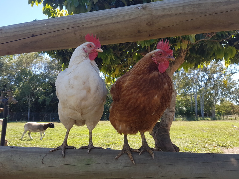vertebrate, rural, Livestock, brown, animal themes, field, Chickens, outdoors, cockerel, nature, healthy, feather, farm, Poultry, organic, rural Scene