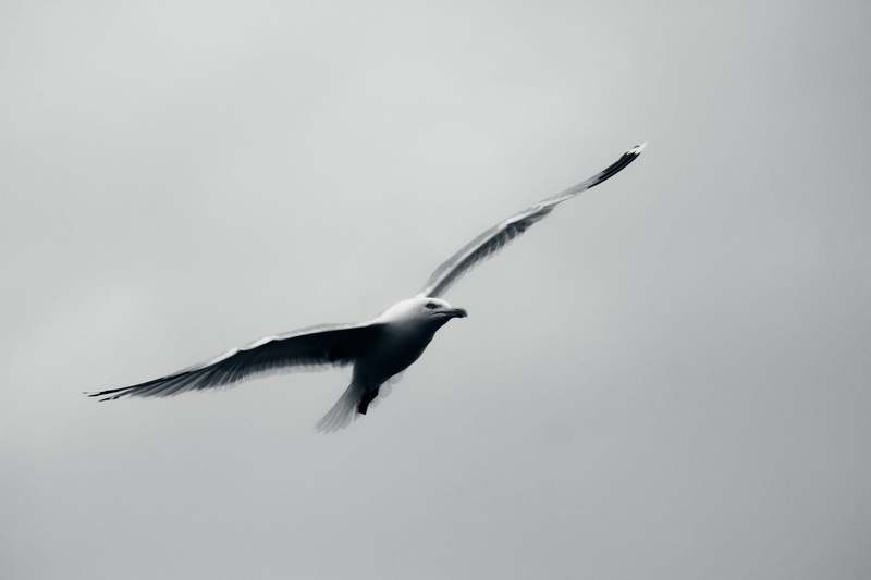 hummingbird, grayscale, full length, animals in the wild, 5K, flying, blue jay, bird, mid-air, nature, flight, one animal, no people, animal, puffin, grey