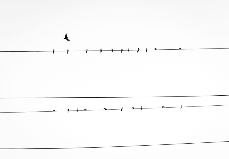 perch, nature, birds, animals in the wild, black, resting, black steel, bird, group of animals, electricity, daytime, line, animal wildlife, wires, animal themes