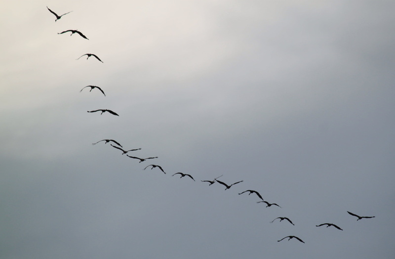 nature experience, no people, fly, flock, animals in the wild, mid-air, freedom, low angle view, large group of animals, animal themes, animal, flying formation