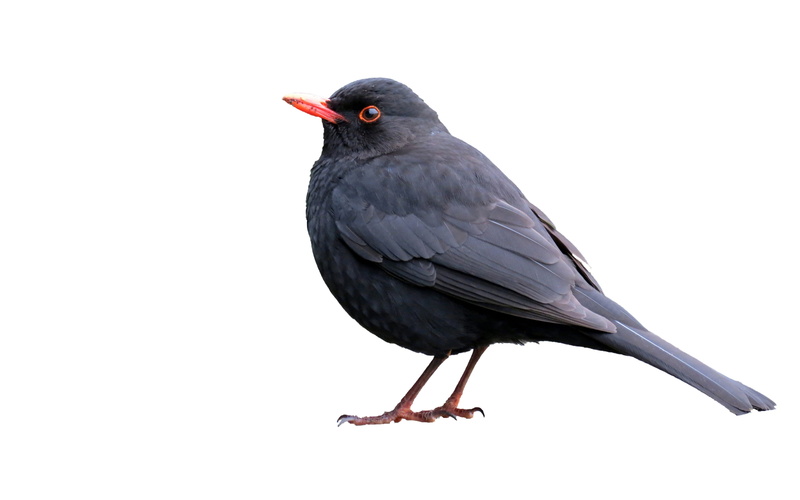 day, standing, white background, white, close-up, no people, wildlife, bird, one animal, 4K, background, black color, copy space, nobody, animals in the wild