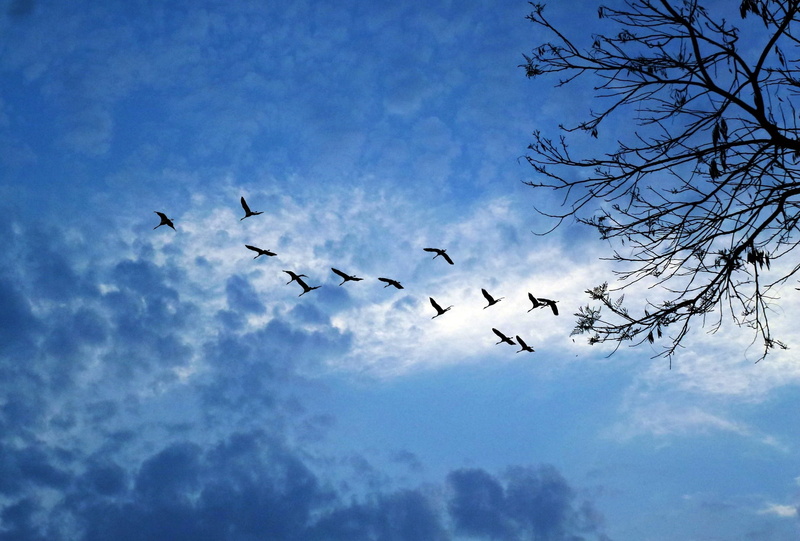 against light, sky, animals In The Wild, blue, large group of animals, animal Wing, mid-air, nature, animal, clouds, group of animals, west, low angle view