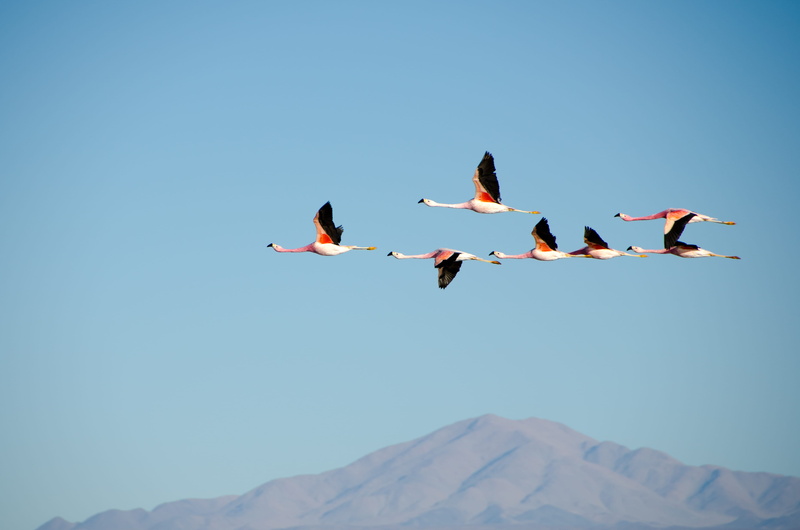 group Of Animals, flying, flock Of Birds, low angle view, photography, skill, flamingo, animals And Pets, untitled, sky, wildlife, spread wings, aerial