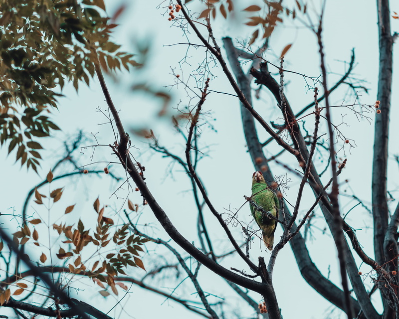 animal themes, selective focus, finch, blue jay, wren, tree, woodpecker, flock, blackbird, accipiter, jay, one animal, agelaius, beauty in nature, branch