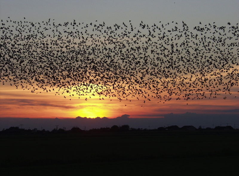 silhouette, nature, backgrounds, beauty in nature, sky, blackbirds, evening, clouds, flock, animal, large group of animals, sun, birds, flying, no people