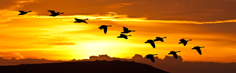 mid-air, sky, nature, 2K, outdoors, morning, silhouette, sunrise, orange color, birds, golden, wildlife, flock, animal wildlife, high, dom, cloud - sky