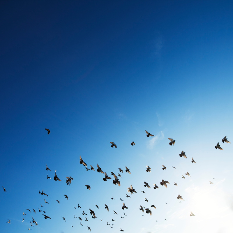 copy space, wings, air, wildlife, dom, several, mid-air, animals in the wild, vertebrate, group, nature, group of animals, no people, bird, 2K, migration