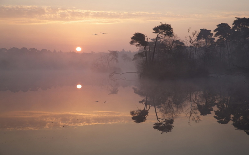 silhouette, sunrise, water, reflection, 1080P, golden, birds, lake, trees, flying, mist, hour, landscape, body, nature, near